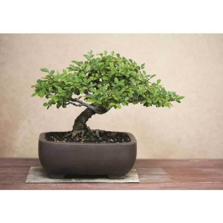 Substrat bonsaï d'intérieur botanic® - 4 L