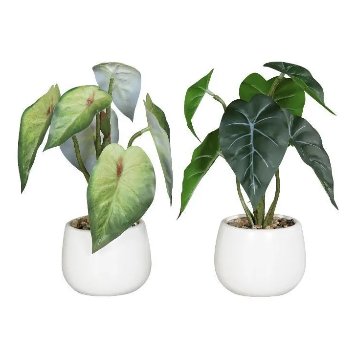 Syngonium en pot coloris vert - 22 cm