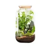 Terrarium autonome botanic® Bonbonne Classic Mix - Taille M Ø 23 cm H 41 cm