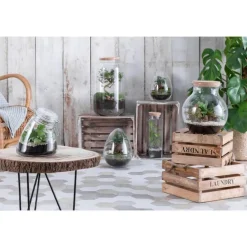 Terrarium bonbonne avec bonsaï Bulle de Nature taille M Ø 23 x h 41 cm