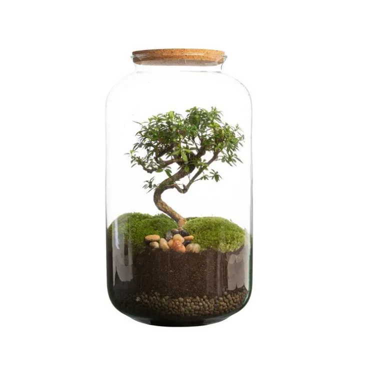 Terrarium bonbonne avec bonsaï Bulle de Nature taille M Ø 23 x h 41 cm