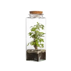 Terrarium quitto Bulle de Nature taille L Ø 10 x h 30 cm