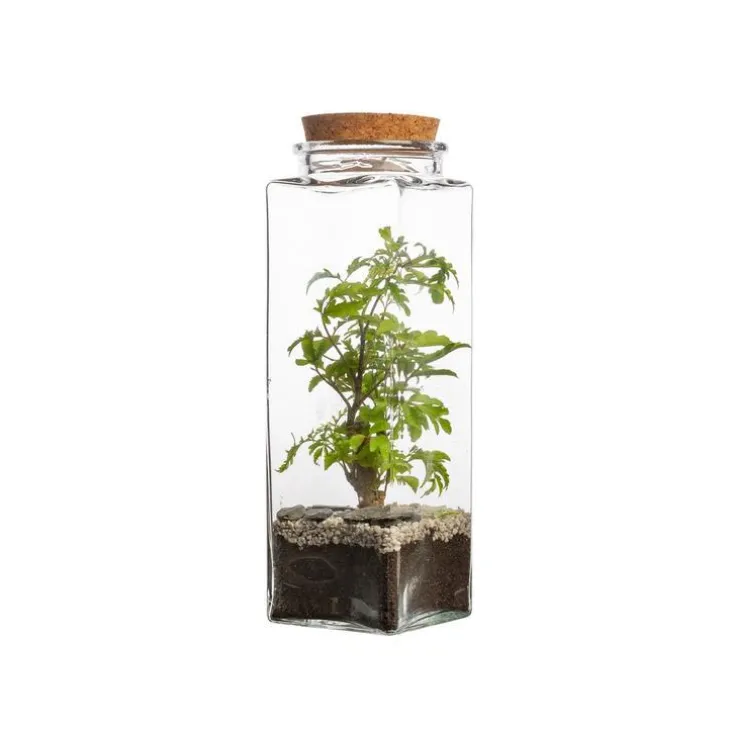 Terrarium quitto Bulle de Nature taille L Ø 10 x h 30 cm
