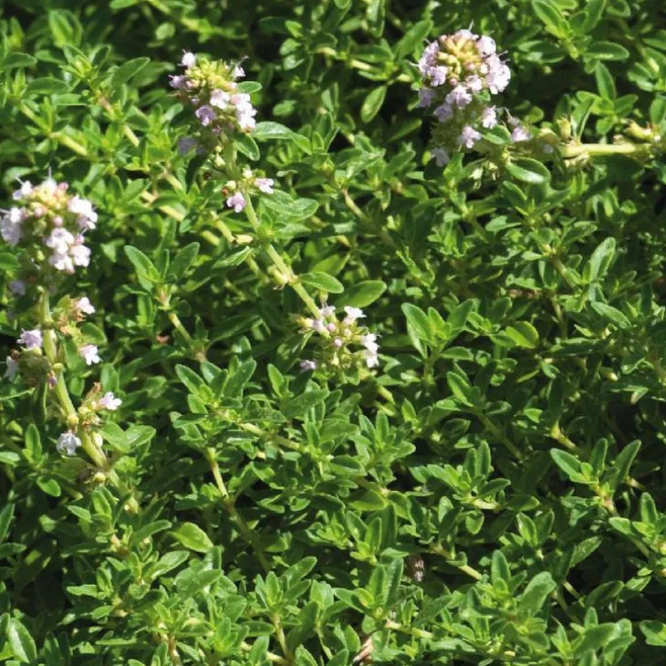 Thym Citron Bio. Le pot de 1 litre