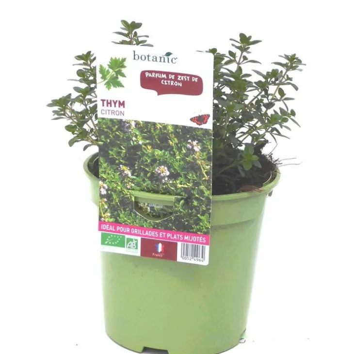 Thym Citron Bio. Le pot de 1 litre