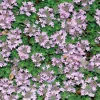 Thym Rampant Rose - Le pot de 9 x 9 cm