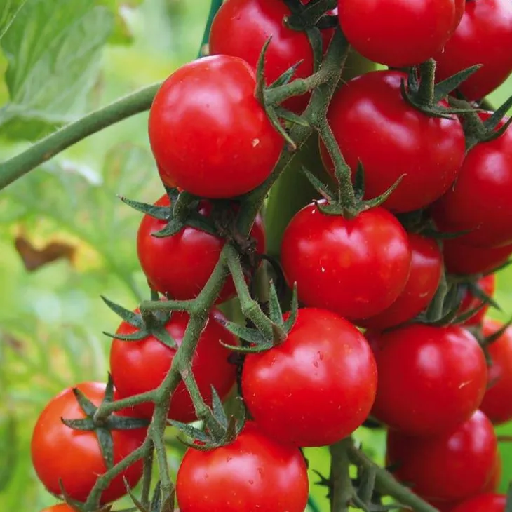 Tomate Cerise Supersweet 100 F1 Bio. La barquette de 3 plants