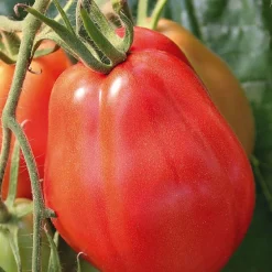 Tomate Corazon Bio. La barquette de 3 plants