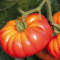 Tomate Côtelée Potiron Écarlate Bio. Le pot de 9x9 cm