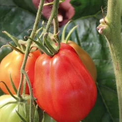 Tomate Côtelee Corazon Bio. Le pot de 10,5 cm