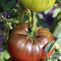 Tomate Côtelee Noire De Crimee Bio. La barquette de 3 plants