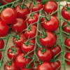 Tomate Delice Du Jardinier Bio. La barquette de 3 plants