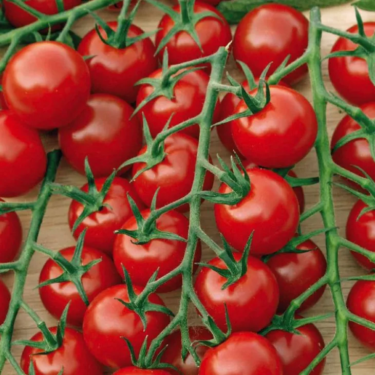 Tomate Delice Du Jardinier Bio. La barquette de 3 plants