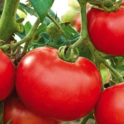 Tomate Ronde Merveille Des Marches Bio. Le pot de 10,5 cm