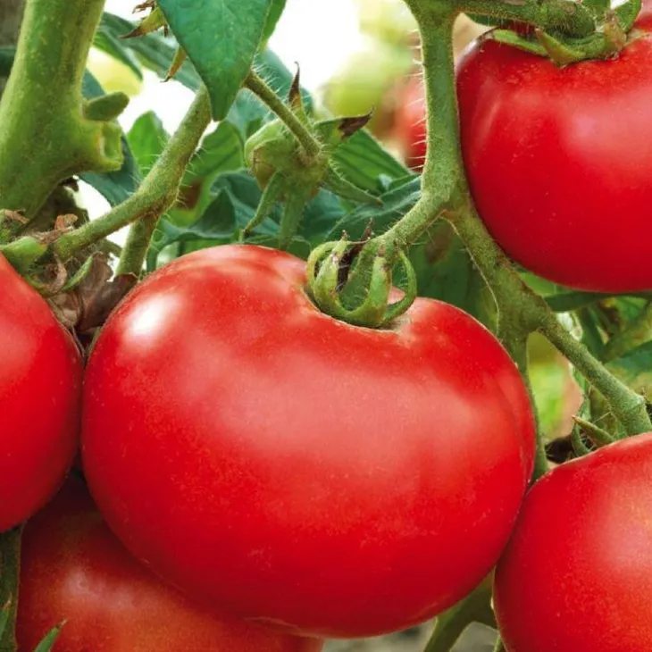 Tomate Ronde Merveille Des Marches Bio. Le pot de 10,5 cm