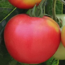 Tomate Ronde Rose De Berne Bio. La barquette de 3 plants
