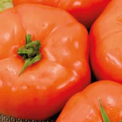Tomate Ronde Royale Des Guineaux Bio. Le pot de 10,5 cm