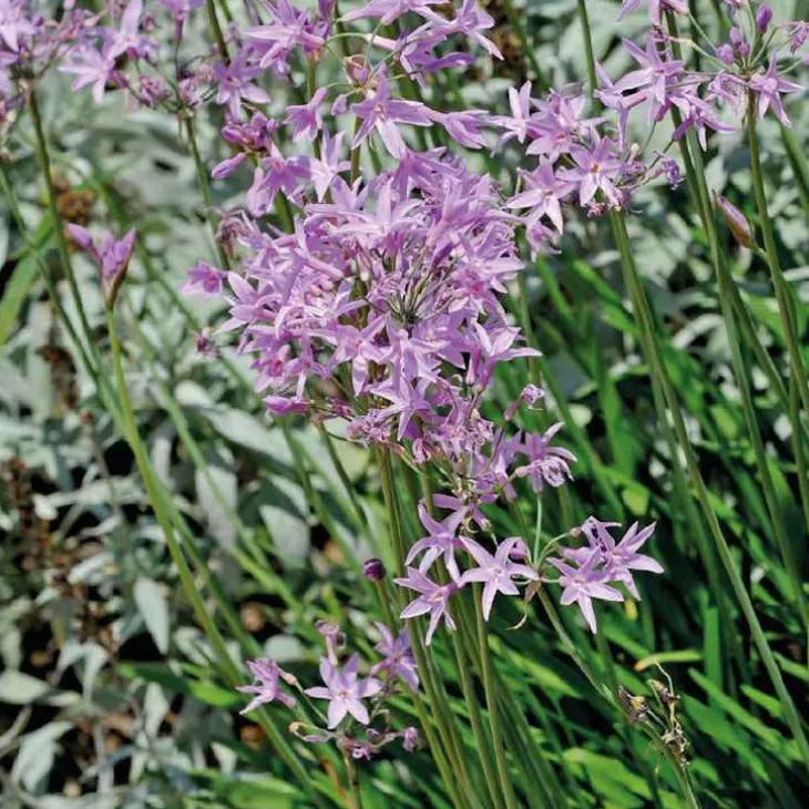 Tulbaghie violette godet 9x9x cm