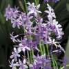 Tulbaghie violette pot de 3 litres