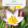 Tulipe species saxatilis botanic® - 10 bulbes