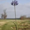 Tuteur en forme de fleur d’Agapanthe en métal recyclé Chouette & Co - H 110 cm