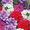 Verveine retombante - La barquette de 4 plants