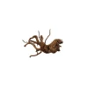 Vigne araignée rare rouge taille XS 10 x 15 cm
