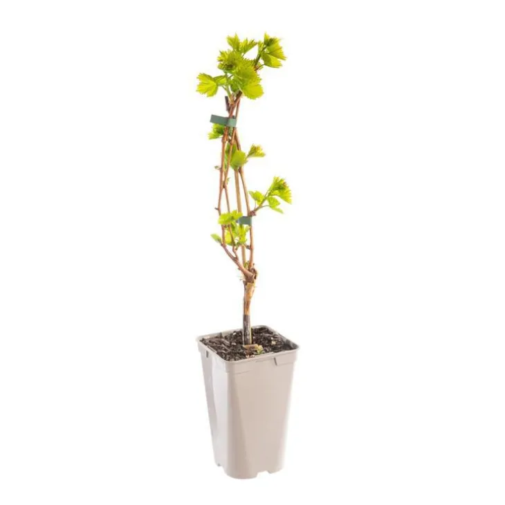 Vigne Danlas. Le pot de 2 litres
