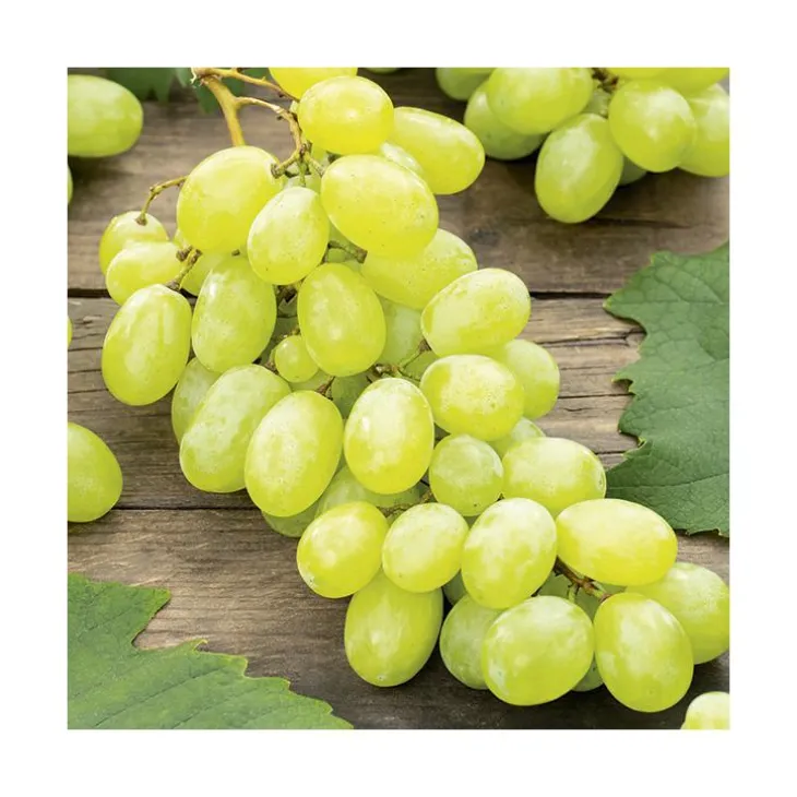 Vigne 'Danuta'. Le pot de 2 litres