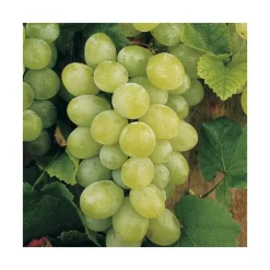 Vigne Dattier De Beyrouth. Le pot de 2 litres