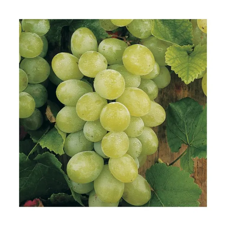 Vigne Dattier De Beyrouth. Le pot de 2 litres