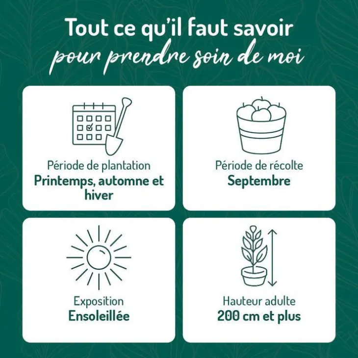 Vigne Muscat D'Alexandrie Bio. Le pot de 6 litres