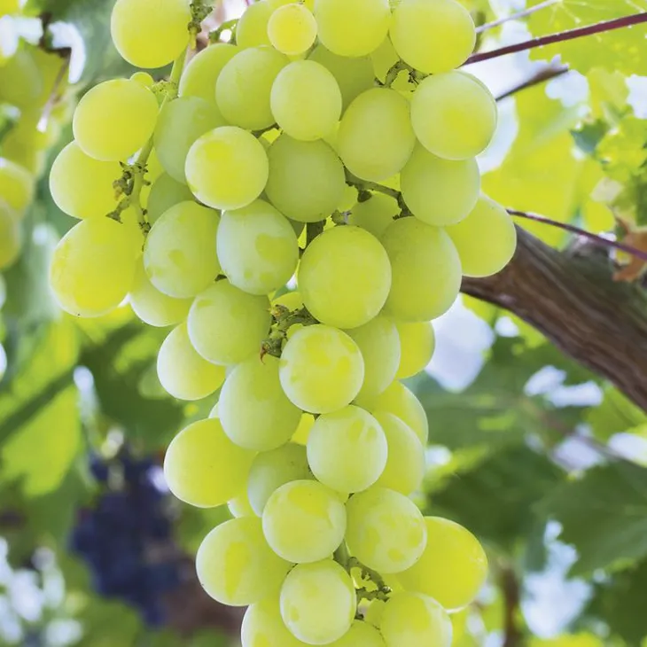 Vigne Muscat D'Alexandrie Bio. Le pot de 6 litres
