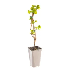 Vigne Muscat De Hambourg. Le pot de 2 litres