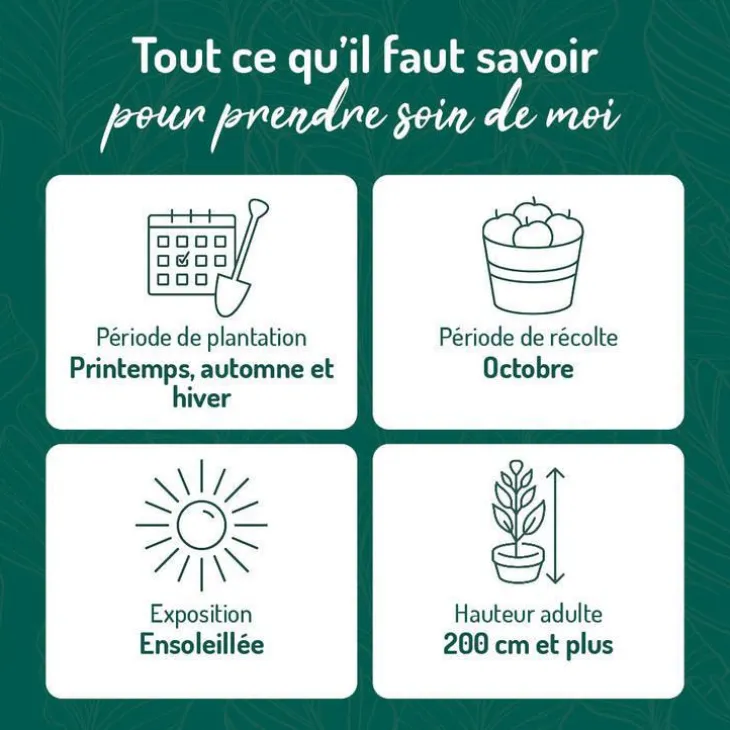 Vigne Muscat De Hambourg. Le pot de 5 litres