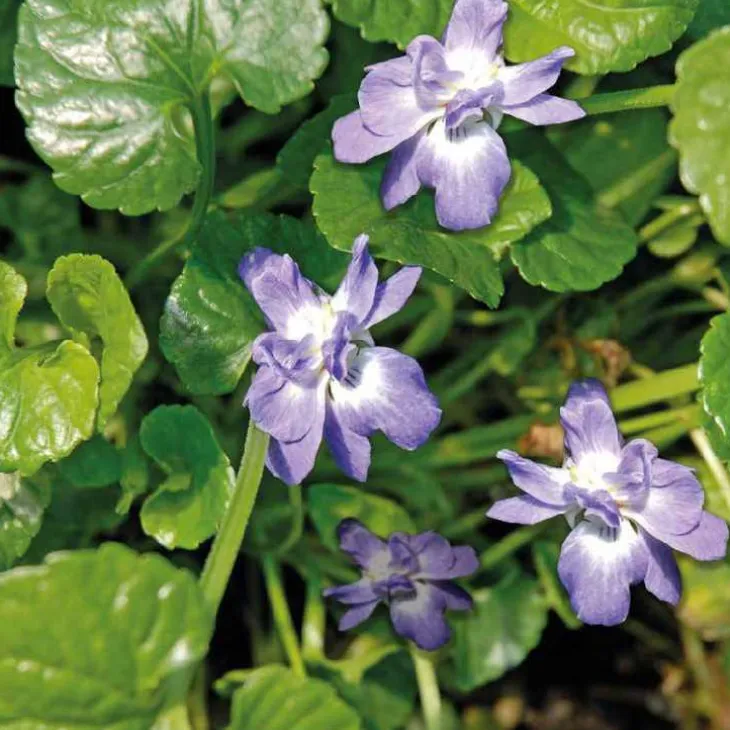 violette Odorante bleue - Le pot de 9 x 9 cm
