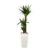 Yucca 3 tiges et son pot Cubico premium Ø 30 blanc
