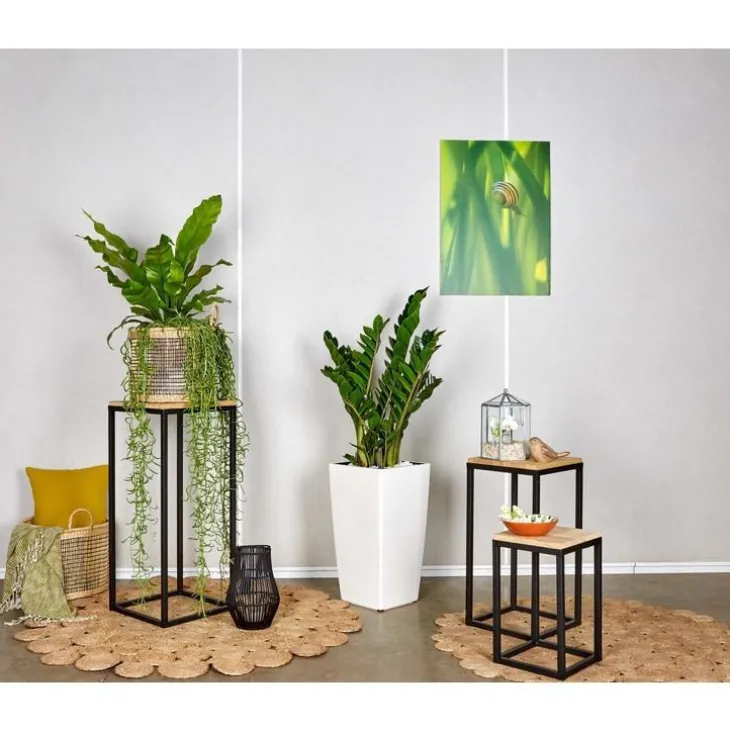 Zamioculcas et son pot Cubico premium Ø 30 blanc